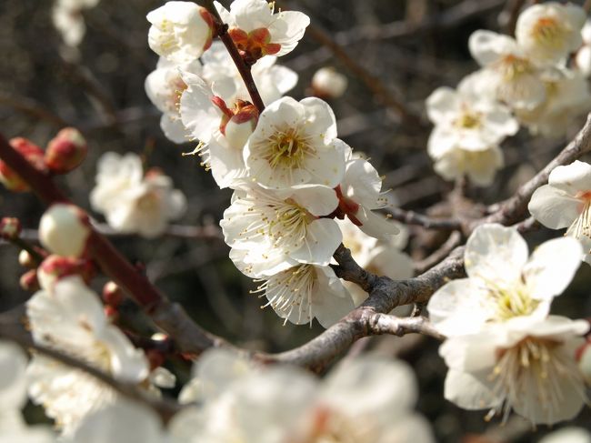 みなべ梅林は遠い、賀名生梅林はきっと3月中頃、ということで、月ヶ瀬梅林に5,6年振りに再訪してきました。<br /><br />この日は暖かく、日当たりのいいところに車を置いていた後はクーラー出動という気候で、梅観賞日和でした。<br /><br />最近旅行記をUPするのに時間がかかってしまっているため、タイムリーにUP出来ていない状態です…