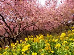 満開の河津桜と菜の花が咲いていた「まつだ桜まつり」と　ちょこっと小田原散策