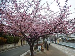 ふじみ野市の河津桜は5部咲になって美しい