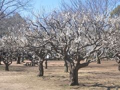 白梅　　ＩＮ　　わかくさ公園