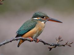 馬場花木園　梅にカワセミ、吊るし雛