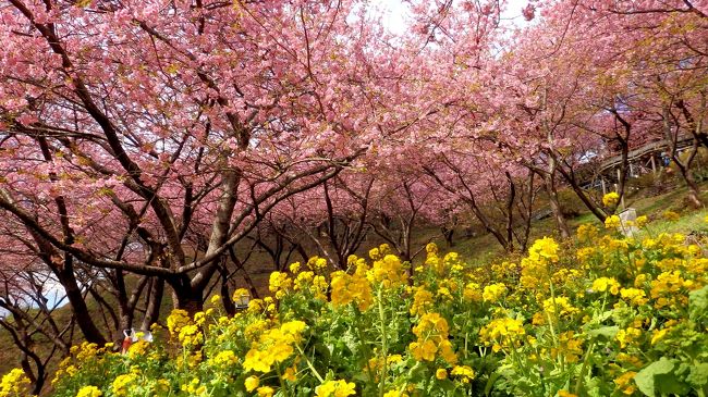 満開の河津桜と菜の花が咲いていた「まつだ桜まつり」と　ちょこっと小田原散策