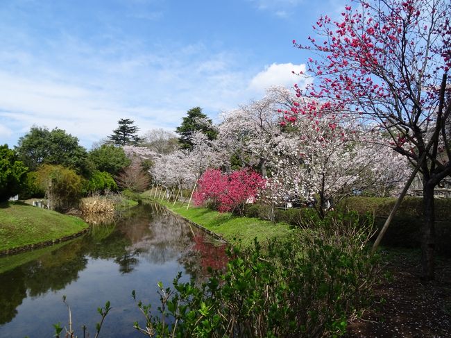 四季折々、花が楽しめる場所ですが、この日は桜を見に出かけました。公園南側にある旧花野井家住宅も見てきました。