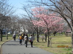 柏の大堀川・リバーサイドパーク・河津桜・2016年