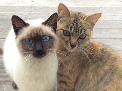 風に吹かれて～与論島＆那覇　vol.10 犬派が猫派に？そんな出会いでした(^з^)-☆