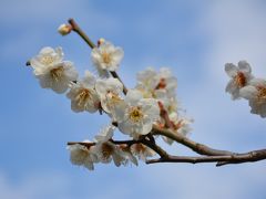 杉田梅林観梅-実は妙法寺境内だった（磯子区杉田）と三浦夜桜(三浦海岸駅前）