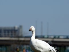 野鳥撮影記録（2016年3月ーその1)