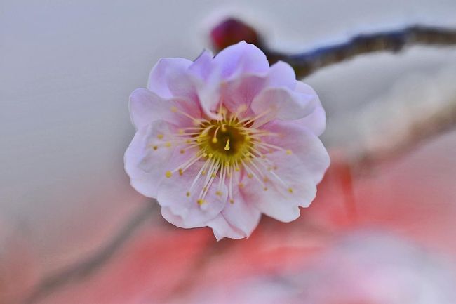 博物館明治村の梅の花が咲き、早春春風に誘われて！