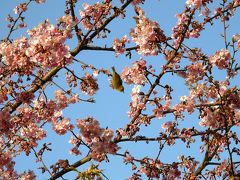 早朝ウォーキングで鷲宮神社から河津桜を愛でながら巡る