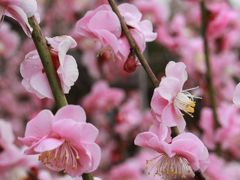 満開の花のシャワーに感動して♪　しだれ梅の名古屋市農業センター