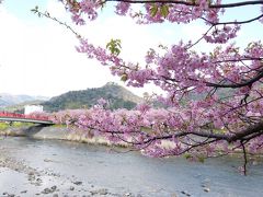 2016桜第一弾☆河津桜と稲取の雛のつるし飾り