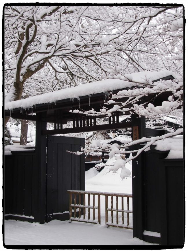 思いっきり雪景色を見た～い！！と諦めきれずに・・・角館へ　★ついに・・・雪の桜が満開！そしてモノクロームの雪景色★