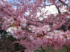 東山植物園から星が丘へ