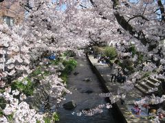 二ヶ領用水の桜