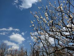 羽根木公園　梅まつり