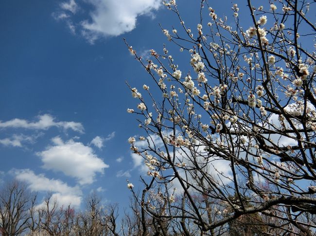 「せたがや梅まつり」今年は3月6日（日）まで。<br />暖冬と言われる今年、この日もポカポカ陽気でした。<br />まだ大丈夫かな？と心配しつつ行ってきました。<br /><br />結果は・・・今年は暖冬のようで既に盛りも過ぎていました。<br />それでも蕾の付いた梅や満開の木を見つけてはホッ。<br />　<br />早めに「美登利寿司」でランチしてから出かけました。<br />