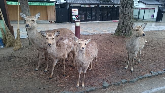 ふるさと割を利用した旅行も最後なので、どーんと派手に奈良を楽しもう！と思いましたが、世界遺産にも神社仏閣にも興味がない私たち家族が奈良で何を楽しめばいいのか・・食べることくらいかな～？<br />しかし「奈良にうまいものなし」という志賀直哉さんの有名な言葉があるってことは、食べることも楽しめない？？<br />それでもふるさと割のおかげで奈良に行けるんだから、奈良のご当地グルメを堪能したいし、十数年ぶりに大仏様のお顔を拝見したい！<br /><br />滞在中は残念ながら雨でしたが、春日大社・東大寺・興福寺を訪れて、奈良のおいしいものをいただいて来ました。<br />