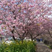 桐のかほり咲楽で河津桜　２日目＜最終日＞