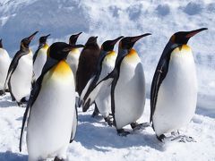 <晴れのち大吹雪かよ北海道・1＞冬の旭山動物園ではペンギンもシロクマも私も元気です！