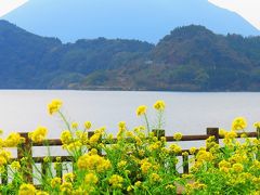 池田湖畔-2　開聞岳・菜の花畑の情景　☆雪害も乗り越えて咲く