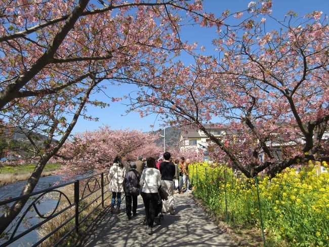 もう何年も前から気になりつつ、混雑が凄いと聞き放置していた河津桜。もう散る間際の平日に急きょ休みが取れたため、「最盛期よりは混雑もないだろう」と思い行ってみることにしました。伊豆半島に踏み込むのも初めてでしたが、快晴に恵まれ楽しんできました。