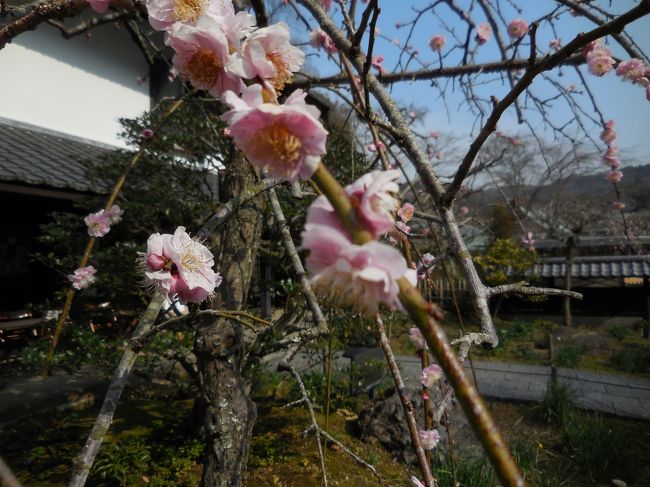 梅を見に、北鎌倉に行ってきました。<br />東慶寺、浄智寺、円覚寺を巡りましたが、それぞれに趣きがあり、とても綺麗で安らぎました。