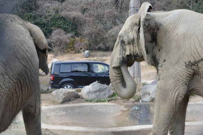 姫路セントラルパークに行ってきました。<br />初めての訪問でしたが、サファリでは動物が意外に近くで見れてビックリでした!!