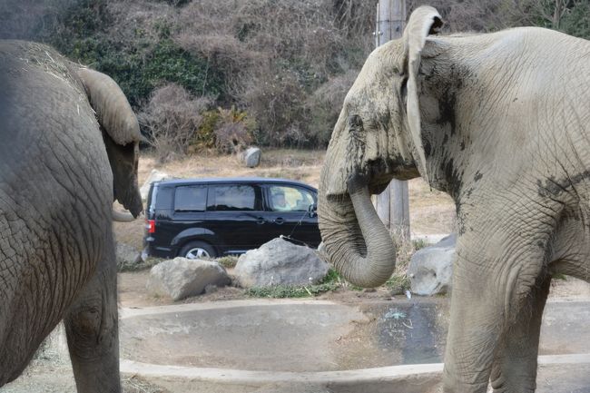 姫路セントラルパークに行ってきました。<br />初めての訪問でしたが、サファリでは動物が意外に近くで見れてビックリでした！！