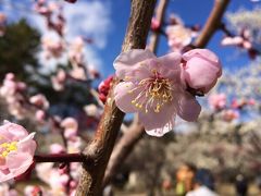 大宮公園梅まつり