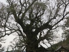 蒲生八幡神社境内　日本一の「大クス」に対面　☆巨樹に畏敬の念、鹿児島空港へ