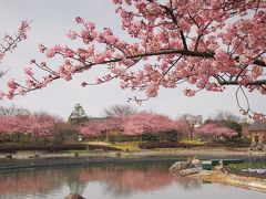 枝垂れ梅、河津桜、花盛り～