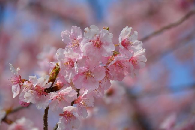 梅も河津桜も、いよいよ終盤。<br />同時に満喫出来るのは伊豆がベストか？<br />寺院も多く、花もある・・・中伊豆にしよう！<br />と、4日(金)に決断。<br />出掛けて来ました。<br /><br />朝6：30大船発沼津行き、普通列車に乗車です。<br />伊豆長岡駅着が、8：50頃と丁度良い時間です。<br />その長岡駅から大場の駅間を徒歩で制覇するのがこの日の<br />目標です。<br /><br />以下、回った順序で掲載いたします。<br />時間がある方は、読んで頂ければと思います。<br />