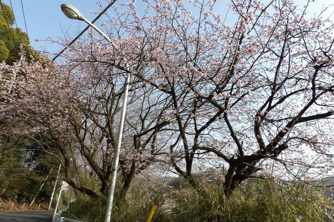 　桃の節句からの陽気で東戸塚駅の早咲きの桜が見頃になっていた。今朝、東戸塚駅から早咲きの桜が植えてある陸橋から線路沿いの2本の桜はもう見頃となっていて、多くの野鳥が花の蜜を求めて集まっていた。メジロやスズメなどではないもっと大型の鳥である。ヒヨドリか何かであろう。<br />　ここの桜が開花するとおよそ2週間後には染井吉野が開花することになる。そうすると<br />お彼岸の中日前には開花することになろうか？それにしても余りに早過ぎか。それでも昨年のように、この月末には見頃を迎えることはほぼ間違いないことであろう。<br />（表紙写真は見頃となった東戸塚駅の早咲き桜）