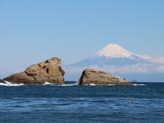 2泊3日伊豆の旅～2日目は下田海中水族館と河津桜鑑賞、しぶごえ『DearDog』への宿泊。