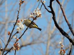 第39回せたがや梅まつりは3月6日まで