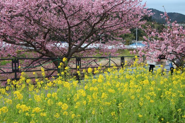 旅行３日目です。<br />本日のプランは、河津七滝を巡ること、それと河津桜を見ること。<br />最終日ですが、時間を気にせずにどっぷりと遊びたいと思います。
