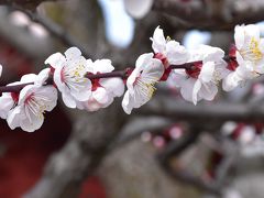 よみうりランド梅まつり 2016（東京稲城市）