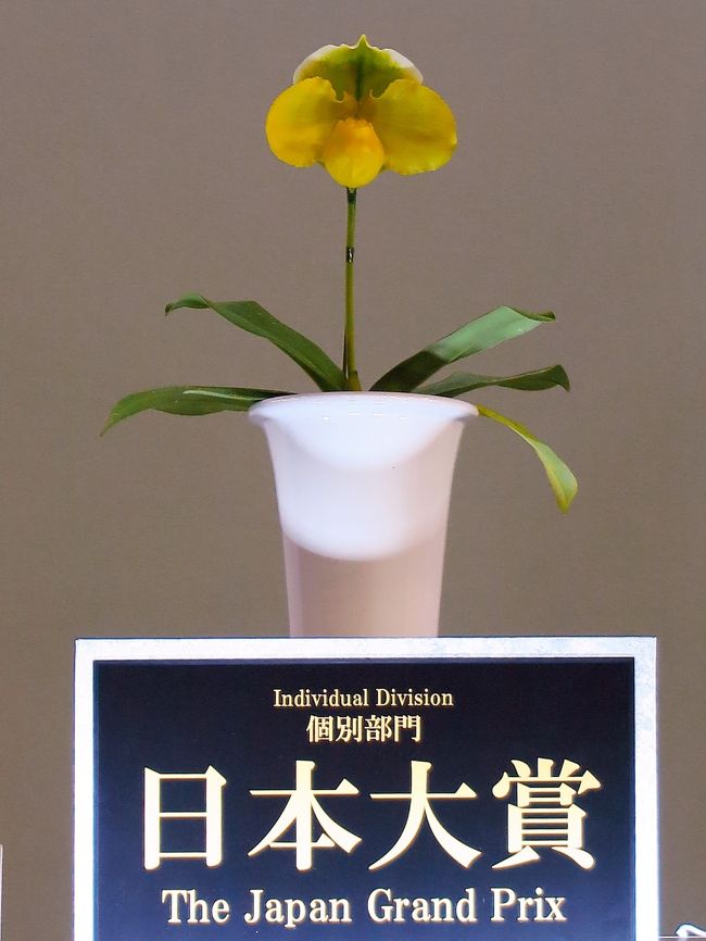 世界らん展とは<br />　洋蘭、東洋蘭、日本の蘭など世界各地のさまざまなジャンルの蘭を一堂に集めた「世界らん展日本大賞2016」（主催・世界らん展日本大賞実行委員会）が2016年2月13日（土）〜19日（金）までの7日間、東京ドーム（東京都文京区）で開催されます。<br />　前回は、世界23か国・地域が参加し、約3000種、約10万株、250万輪以上の蘭が展示され、展示作品総数は1232点に及びました。また、観客動員数は会期中9日間で約15万人、多数のメディアの方にも取材頂き、まさに世界を代表する蘭の祭典となりました。<br />.<br />審査作品展示は6部門で構成、個別部門には世界水準の作品が多数出展<br />　世界らん展日本大賞の審査部門では、参加作品を6部門に分けて展示します。会場中央部分に日本大賞花及び上位入賞花を展示し、その周囲に、日本大賞を選出するための審査対象となる「個別部門」展示と上位入賞花の紹介コーナー展示を行います。<br />　さらに、「フレグランス部門」展示、「フラワーデザイン部門」展示、「アート部門」展示、「ミニチュアディスプレイ部門」展示作品を配し、その周囲に「ディスプレイ部門」の展示を行います。<br /><br />「個別部門」には、「日本大賞」選出審査の対象となる蘭（世界水準の選りすぐりの優秀な蘭の作品）1,000株がエントリーされ、各審査グループごとに展示されます。「フレグランス部門」は、蘭のもうひとつの魅力である香りにスポットをあてた作品が展示されます。「ディスプレイ部門」では、蘭を使った飾り付けの作品が展示されます。 また、「フラワーデザイン部門」は、蘭を素材にした総合デザイン・インテリア・テーブルアレンジメント・ブーケなどの作品、「アート部門」は、絵画・ボタニカルアート・写真・アートフラワー・押し花・ドライフラワー・ブリザーブドフラワーなどの作品、「ミニチュアディスプレイ部門」は、蘭の鉢花を中心に、他の植物や装飾品などを取り混ぜ、寄せ植えした作品がそれぞれのコーナーに展示されます。<br />（http://www.jgpweb.com/outline/about.php　より引用）<br /><br />世界らん展日本大賞　については・・<br />http://www.jgpweb.com/