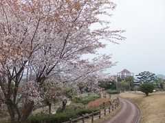 ２月の宮崎、山桜と柑橘の旅　その弐