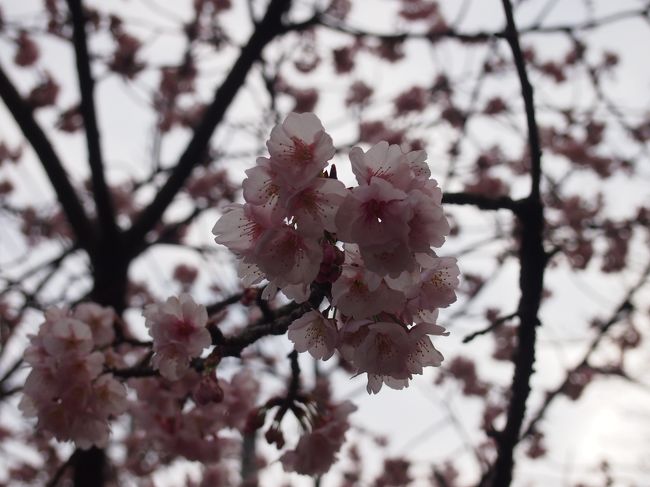 早咲きの桜を見に伊豆に行ってきました。<br />３年連続で河津桜まつりです。<br />今年は更に早咲きだったようで、散り始めてしまっている木もありました。<br />宿はわんわんパラダイスに２回目の宿泊です。<br />今回は電車で行ってきました。