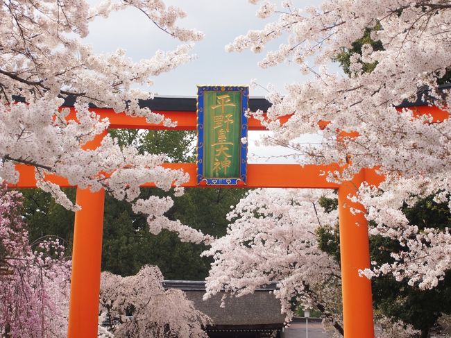 桜咲く京都に行ってきました。ちょうどソメイヨシノの満開時期です！