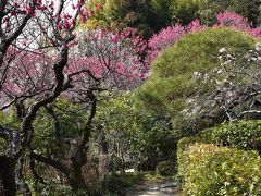 落ち着いた雰囲気の梅のお寺「妙覚寺」（東京稲城市）