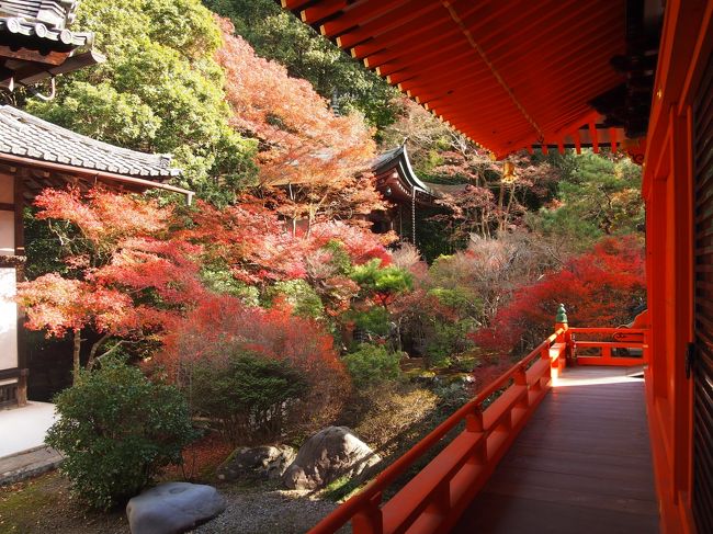 今年は京都の紅葉を見に行くことが出来ました!しかし、今年は秋→冬への移り変わりの時期がとても暖かく、事前に紅葉情報をチェックしていてもなんだかイマイチ…?(・・;)でもせっかく時間が出来たし、いつものように在来線を乗り継ぎ京都へ。今回は京都駅の一駅手前の山科駅で下車です。<br /><br /><br />◆秋の京都2015 一人旅 その2 ~曼殊院門跡・圓光寺・詩仙堂・青蓮院門跡~<br />https://4travel.jp/travelogue/11177478<br /><br /><br />過去の秋の京都<br />◆秋の京都2013 一人旅その2 天龍寺、渡月橋、常寂光寺、宝厳院<br />https://4travel.jp/travelogue/11110419<br /><br />◆秋の京都2013 一人旅その1 永観堂、南禅寺<br />https://4travel.jp/travelogue/11110418<br /><br />