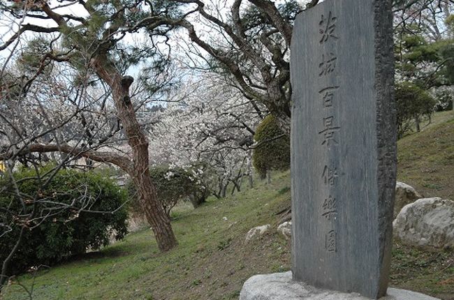 水戸の偕楽園は今年で120回目を数える「水戸の梅まつり」が行なわれていて、約100品種3，000本もの梅が植えられて<br /><br />居ます。様々な品種があるため「早咲き」「中咲き」「後咲き」と長い期間にわたって観梅を楽しむことが出来ます。<br /><br />mycalssは今年も１泊２日で撮影に行って来ました。<br />