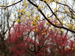 久しぶりに自転車でのんびり智光山公園へ（前編）都市緑化植物園：曇天に霞む空模様の下で鮮やかに存在を主張する春の花