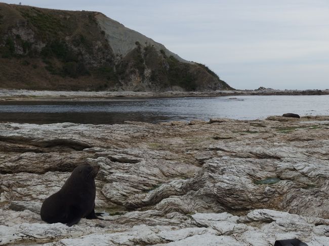 ＹＨＡにチェックイン後、カイコウラ半島の海岸にあるオットセイのコロニーに行ってみました。<br />この場所は千潮前後の２時間だけ歩けるようになり、行ってみたらちょうど道が出来ていたので歩いて行って来ました。ここにもいっぱいいました。<br /><br />[全行程]<br /><br />2月18日<br />仙台空港から成田空港へ<br />成田空港からオークランド空港へ<br /><br />2月19日<br />オークランド空港からクィーンズタウンへ<br /><br />2月20日<br />クィーンズタウン<br /><br />2月21日〜2月25日<br />ミルフォードトラック<br /><br />2月26日<br />クィーンズタウンからクライストチャーチ<br /><br />2月27日28日<br />カイコウラ<br /><br />2月29日<br />帰国<br /><br /><br />2016 またまた行ってきました！ニュージーランド女ひとり旅　<br />クィーンズタウン編<br />http://4travel.jp/travelogue/11108556<br /><br />2016 またまたニュージランドに行ってきました。<br />世界一美しい散歩道・ミルフォードトラック編　その１<br />http://4travel.jp/travelogue/11108621 <br /><br />2016 またまたニュージランドに行ってきました。<br />世界一美しい散歩道・ミルフォードトラック編　その2<br />http://4travel.jp/travelogue/11108884<br /><br />2016 またまたニュージランドに行ってきました。<br />世界一美しい散歩道・ミルフォードトラック編　その３<br />http://4travel.jp/travelogue/11109095<br /><br />2016 またまたニュージランドに行ってきました。<br />世界一美しい散歩道・ミルフォードトラック編　その４<br />http://4travel.jp/travelogue/11109329<br /><br />2016 またまたニュージランドに行ってきました。世界一美しい散歩道・ミルフォードトラック編　最終話<br />http://4travel.jp/travelogue/11109342<br /><br />2016 またまた行ってきました！ニュージーランド女ひとり旅　<br />クィーンズタウンからクライストチャーチへバスで移動編<br />http://4travel.jp/travelogue/11109408<br /><br />2016 またまた行ってきました！ニュージーランド女ひとり旅　<br />カイコイラへドライブ編その１<br />http://4travel.jp/travelogue/11109411<br /><br />2016 またまた行ってきました！ニュージーランド女ひとり旅　<br />カイコイラへドライブ編その２<br />http://4travel.jp/travelogue/11110601<br /><br />2016 またまた行ってきました！ニュージーランド女ひとり旅　<br />カイコウラへドライブ３〜帰国編<br />http://4travel.jp/travelogue/11110653<br />