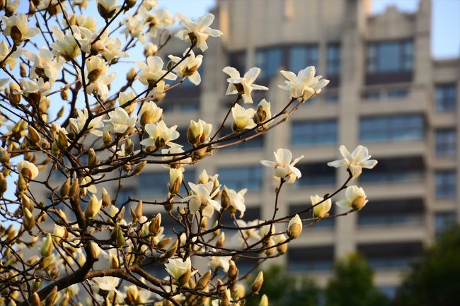 用事があって上海へ。<br /><br />2015年1月まで6年9カ月を過ごした上海。<br />いまさら観光モードにはなれないので<br />住んでいた時と変わらない、いつもの<br />お散歩になってしまいました…(^^;)<br /><br />香港広場で遅めのランチを楽しんだあとは<br />またまた寄り道しつつ打浦橋を目指します。<br />だいたい3㎞位の距離です。<br /><br />まずは、新天地周辺を散策。<br />K11に行ったり、新天地を歩いたり。<br />そして新天地から太平橋公園へ。<br />上海市の花　白玉蘭が満開でした＾＾<br /><br /><br /><br /><br />★★　沢山食べて歩いた上海旅行記　3/2～3/4　★★<br />01★東方航空利用　深センから上海へ<br />http://4travel.jp/travelogue/11110267<br />02★上海人の友人と人気の雲南料理店「雲海肴」で食事　そして帰りはちょこっと裏外灘散歩<br />http://4travel.jp/travelogue/11110280<br />03★宿泊は船長青年酒店　と　Ibis上海豫園<br />http://4travel.jp/travelogue/11110307<br />04★朝の上海　～Wagasで朝食　そして　外灘とその周辺散歩～<br />http://4travel.jp/travelogue/11110354<br />05★昼の上海　～豫園周辺～<br />http://4travel.jp/travelogue/11110465<br />06★上海レストランウィークで茶葉料理 ＠ 頤和四季（T Modern Chinese Tea Cuisine）<br />http://4travel.jp/travelogue/11110652<br />07★午後の上海　～K11　と　新天地　と　満開の上海市の花　白玉蘭＠太平橋公園～<br />http://4travel.jp/travelogue/11110660<br />08★夜の上海　～SOHO復興広場　と　8号橋　と　田子坊　そして　創作中華料理＠很高興遇見你　と　お茶＠翡華～<br />http://4travel.jp/travelogue/11110863<br />09★朝の上海　～豫園周辺は違法建築取り壊し中だった～<br />http://4travel.jp/travelogue/11111023<br />10★朝の上海　～臺灣小吃＠桃園眷村　と　上海市の花　白玉蘭＠淮海公園～<br />http://4travel.jp/travelogue/11111168<br />11★最後まで食べて歩いた　～焼仙草＠鮮芋仙　と　焼き小籠包＠小楊生煎　と　原汁原味の石庫門建築＠張園（威海路590弄）～<br />http://4travel.jp/travelogue/11111239<br />12★東方航空利用　上海から深センへ　ビジネスにアップグレード★　帰りは空港バス9番で皇崗口岸へ<br />http://4travel.jp/travelogue/11111282