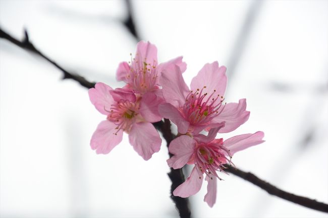 突然、お花見がしたくなり<br />香港の大帽山にある扶輪公園に<br />行ってきました〜<br /><br />思い起こせば去年の3月初め。<br />深センの蓮花山公園に桃と桜の花を<br />見に行ったら、なんと2月に満開で<br />3月は葉っぱしか残っていませんでした(^^;)<br />さすが南方、と思ったわけですが…<br /><br />でも、今年は結構寒かったので、<br />こんな南方でもまだ桜が見られるかも！！<br />と思って、香港の桜の名所を調べてみると<br />色々ある中で大帽山にある扶輪公園が<br />一番開花が遅いみたい？<br />（多分山の中で寒いから）<br /><br />ということは、咲いている可能性大？？<br />と単純に考えて、出かけてみました＾＾
