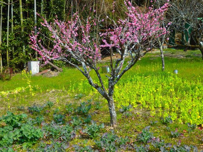 京都市の南、ちょうど京都市と奈良市の中間点にある城陽市。 <br />そんな立地にあったため、すでに平安時代には木津川水運の中継地として官制の旅館にあたる宿駅が置かれ、都に近い荘園地帯としても発展していたという歴史があります。<br />現在の城陽市は住宅地や工場が点在する人口８万人ほどの地方都市となっていますが、少し街なかを出ると近郊野菜の生産が盛んに行われる田園風景が広がっています。<br />そして高品質のお茶と府内随一の梅の産地としても知られ、青谷地域ではいたるところに生産用の梅林を見ることができます。ちょうど梅が花を咲かせるこの時期、青谷で催される梅まつりに出かけてきました。