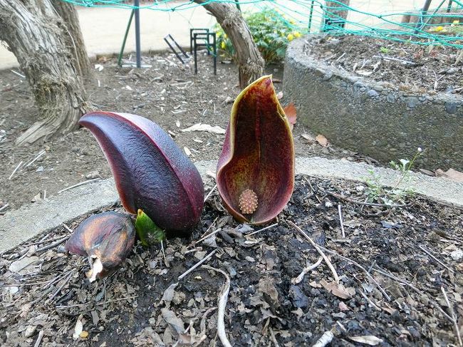 東京都薬用植物園４